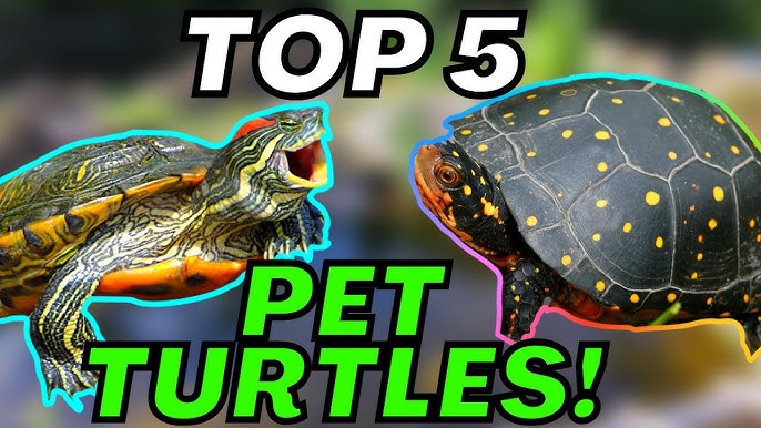 10 Types of Turtles That Make Great Pets