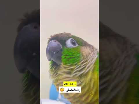 كنيور متكلم