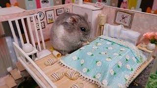 Tiny Hamster in his Tiny House