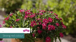 Download Lagu New Dianthus Sunflor and Beauties introductions 2022 MP3