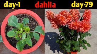 How To Grow Dahlia Flower Plant In Pot | Dahlia Flower Plant Repoting To Flowering(Complete Video)