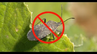 What Can I Do About Squash Bugs