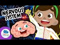 Understanding the Nervous System
