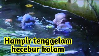 Dua anak monyet ini hampir tenggelam di kolam