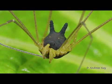 Bunny Harvestman in action, Metagryne bicolumnata, Cosmetidae, Opiliones