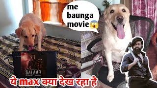 ये Max क्या देख रहा है : labrador reacting on salaar treaser : dog funny video by At Mix Vlogs 116 views 9 months ago 3 minutes, 20 seconds