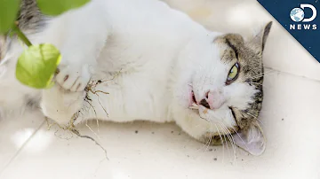 Does catnip make all cats high?