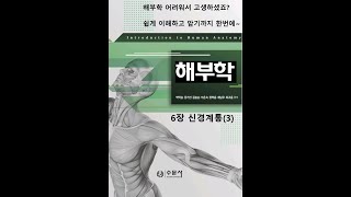 해부학6장 신경계통(3) 20200724