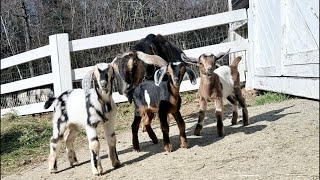 Meet the triplets! Live coffee with the goats 🐐