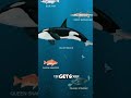 The Deep Ocean Is More Terrifying Than Space 🌊💀