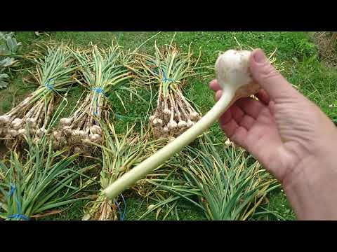 Video: Ako pestovať cesnak z cibúľ? Ako skladovať cibule cesnaku pred výsadbou