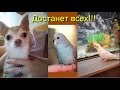 Любимые питомцы Смешные видео Собака Попугай animals pets funnyvideos Приколы