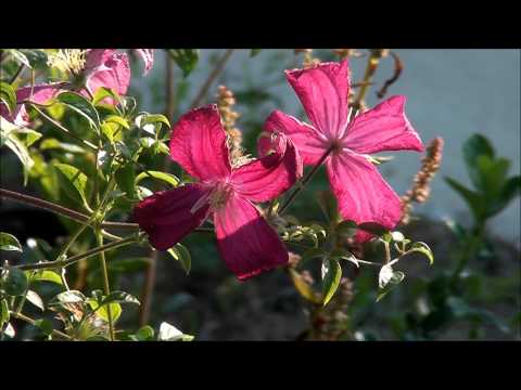 Video: Clematis Jacques. Varietas, Budidaya, Penanaman Dan Perawatan. Pemangkasan. Foto