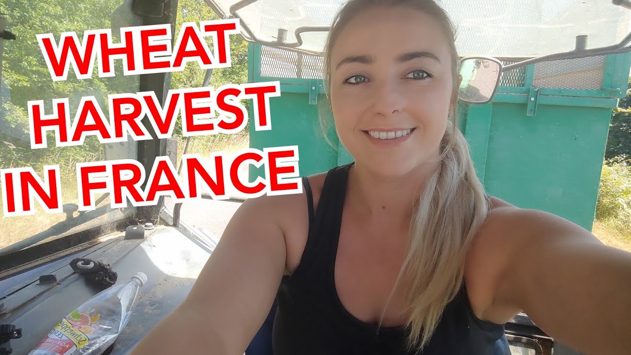 WHEAT + TRITICALE HARVEST IN FRANCE