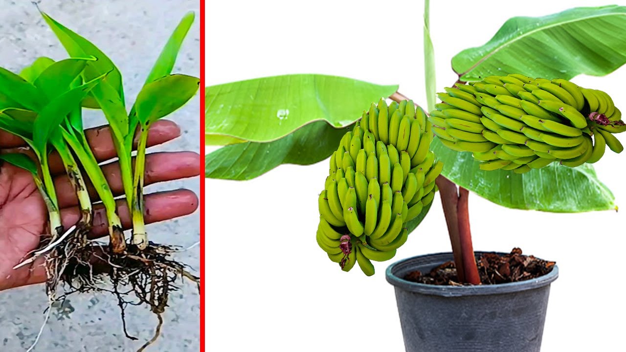 اتحداك لو شاهدت من قبل هذة الطريقة لزراعة الموز 🍌واوعدك بأنك لن تشترىة طوال حياتك