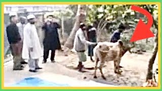 Eid ul Adha 2018 Bull 🐂 runs away before Qurbani Sylhet Bangladesh Eid ul Adha 2018 Bull 🐂 runs away before Qurbani Sylhet Bangladesh