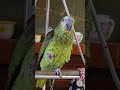Rex comiendo Mijo #ninfas #loros #amazonas #aestiva #cacatua #perdizes #pyrrhuras #shorts #animals