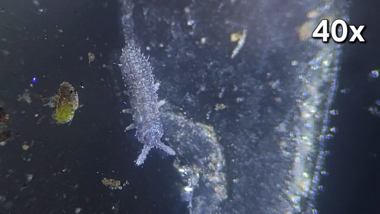 Who knew springtails were so adorable (100x)