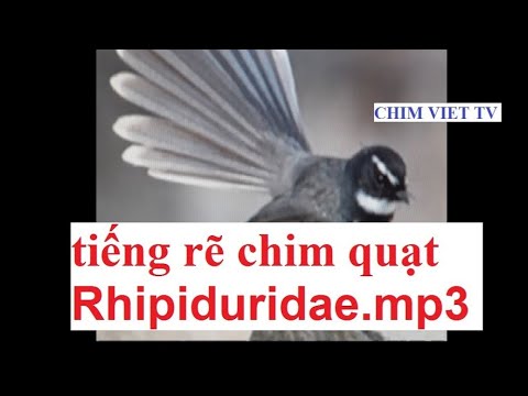 Tiếng Chim Rẻ Quạt Mới 2020 .Mp3 | Rhipiduridae.Mp3 - Youtube