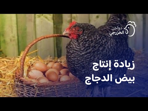 افضل طريقة لزيادة انتاج بيض الدجاج الفيومي البلدي