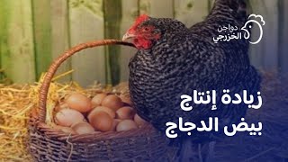 افضل طريقة لزيادة انتاج بيض الدجاج الفيومي ,البلدي .. ؟