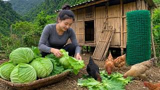 A Young Woman Harvests Cabbage to Feed Chickens and Build a Fence | Simple Dailylife