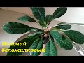 Молочай беложилковый- размножение черенками возможно! //Rejuvenation of milkweed belozhilkovogo//