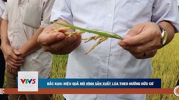 BẮC KẠN: HIỆU QUẢ MÔ HÌNH SẢN XUẤT LÚA THEO HƯỚNG HỮU CƠ  | VTV5