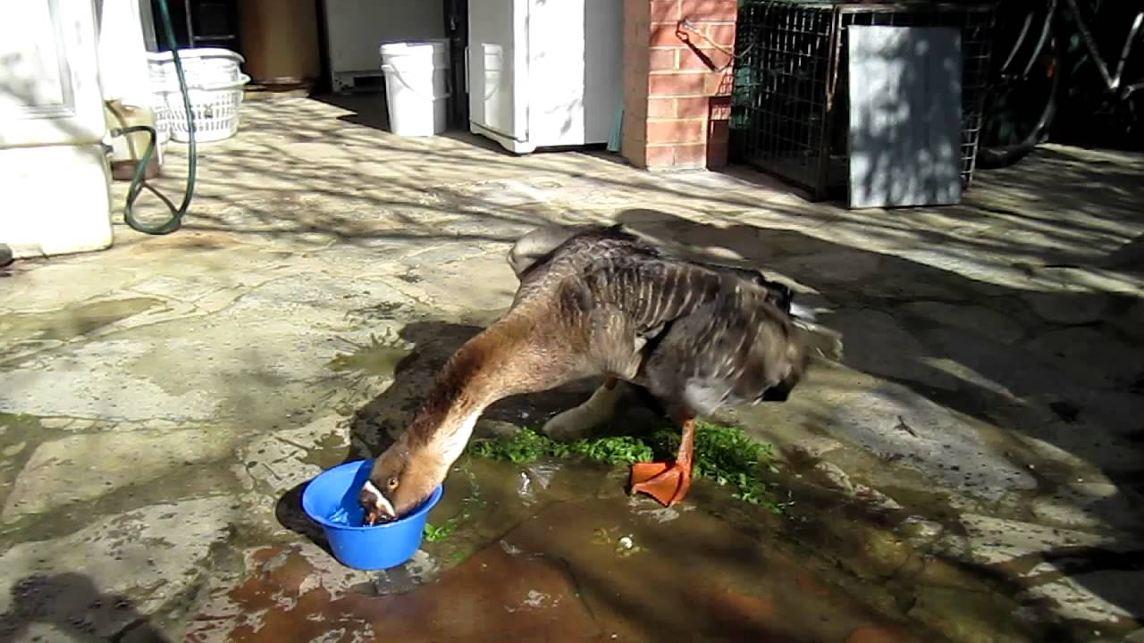 Goose Bathing and Playing in the sun