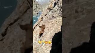 Bear falls off cliff!!#shorts #shortz #bear🐻 Resimi