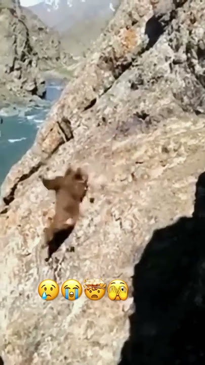 Bear falls off cliff!!#shorts #shortz #bear🐻