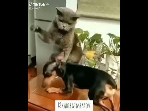 не подлизывайся к хозяену - YouTube