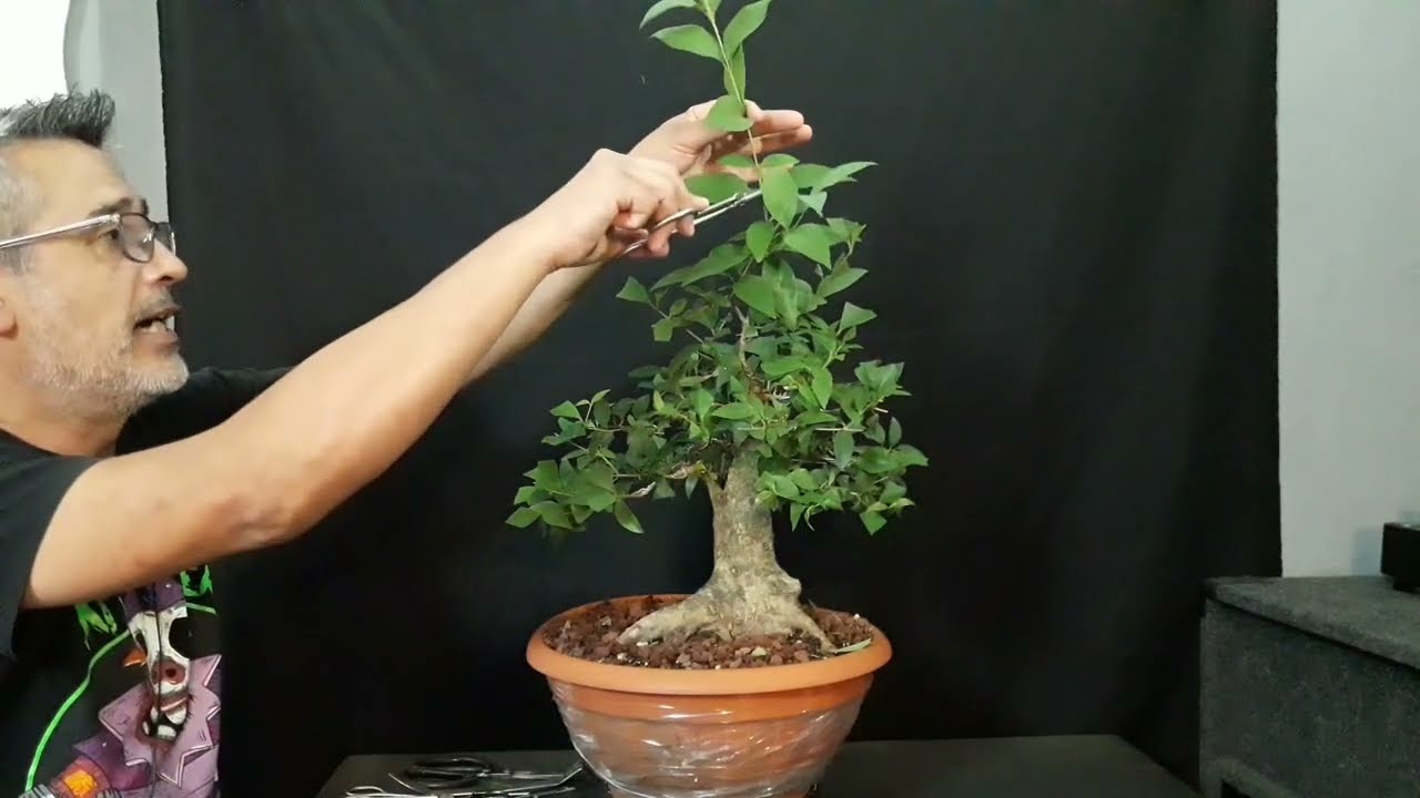 COMO podar UN BONSAI siempre VERDE -- MUY FACIL DE HACER!!!