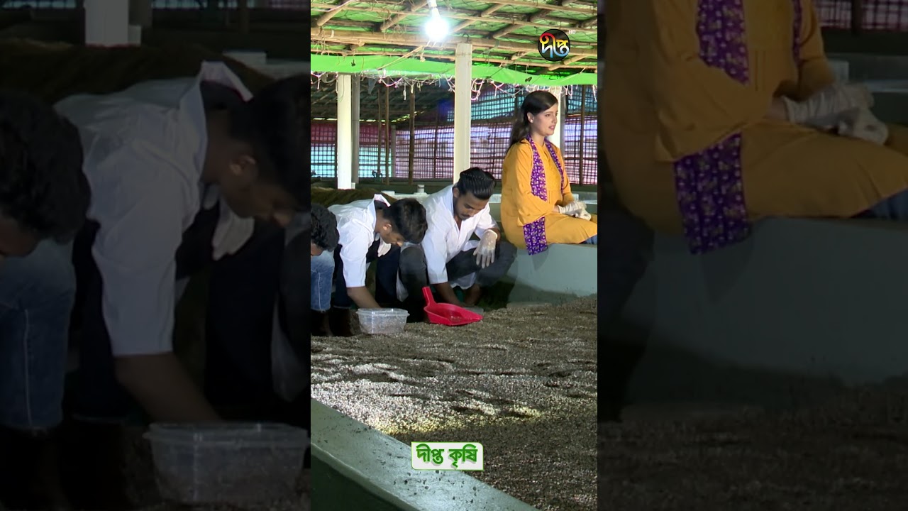 Deepto Krishi | কিভাবে পলিকিট হারভেস্ট করতে হয় | Polycat Farming 