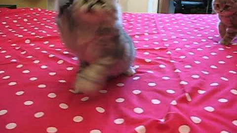 Watch the video about Highland Fold, Male