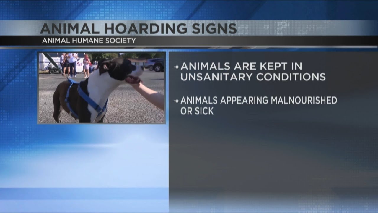 Animal hoarding signs - YouTube