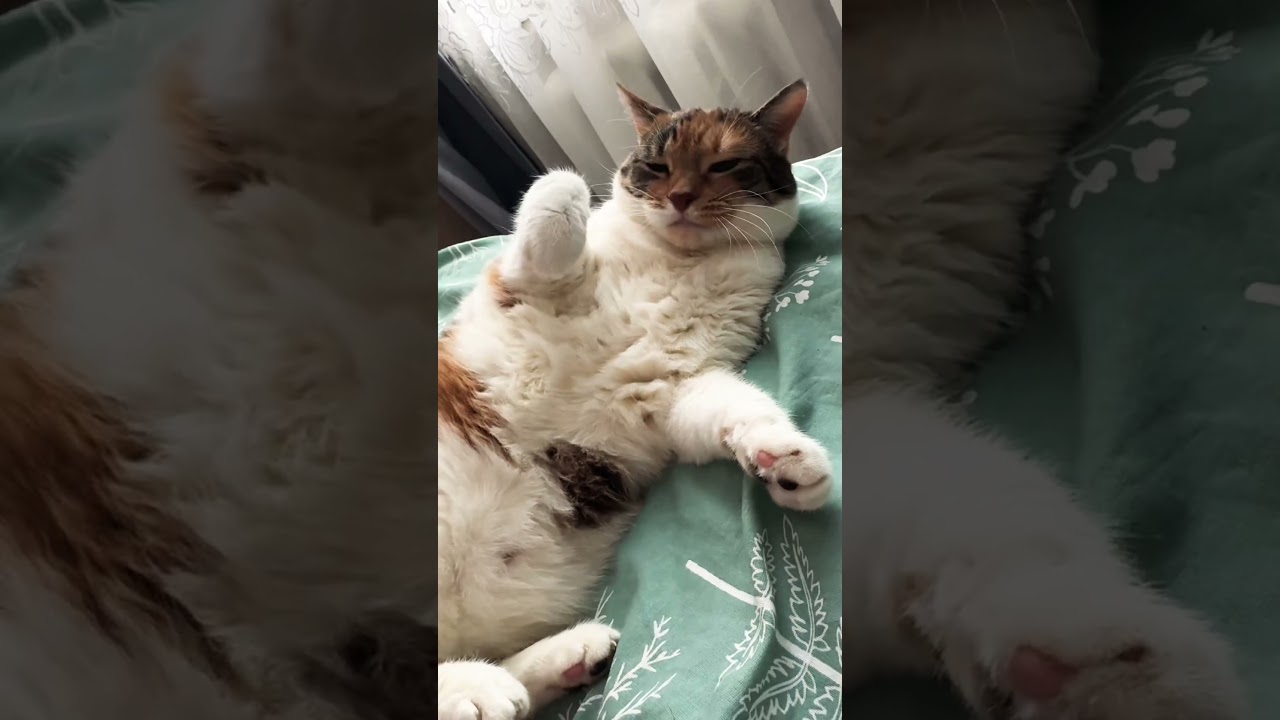 Подзатыльник😹😻 