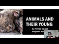 Animals and their young 