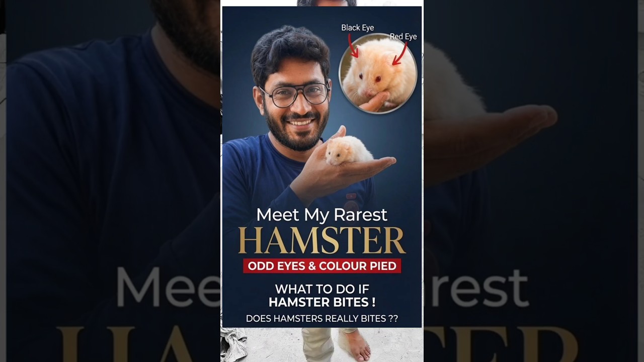 Do Hamsters Really Bite? How to Handle & Stop Hamster Bites, Meet My Cute Rare Odd-Eyed Pied Hamster