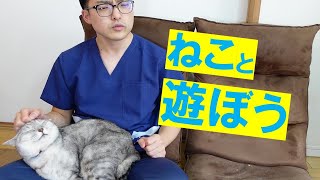 【猫との遊び方】遊びを変えると猫との関係が良くなる