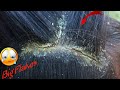 Satisfy Dandruff Removal