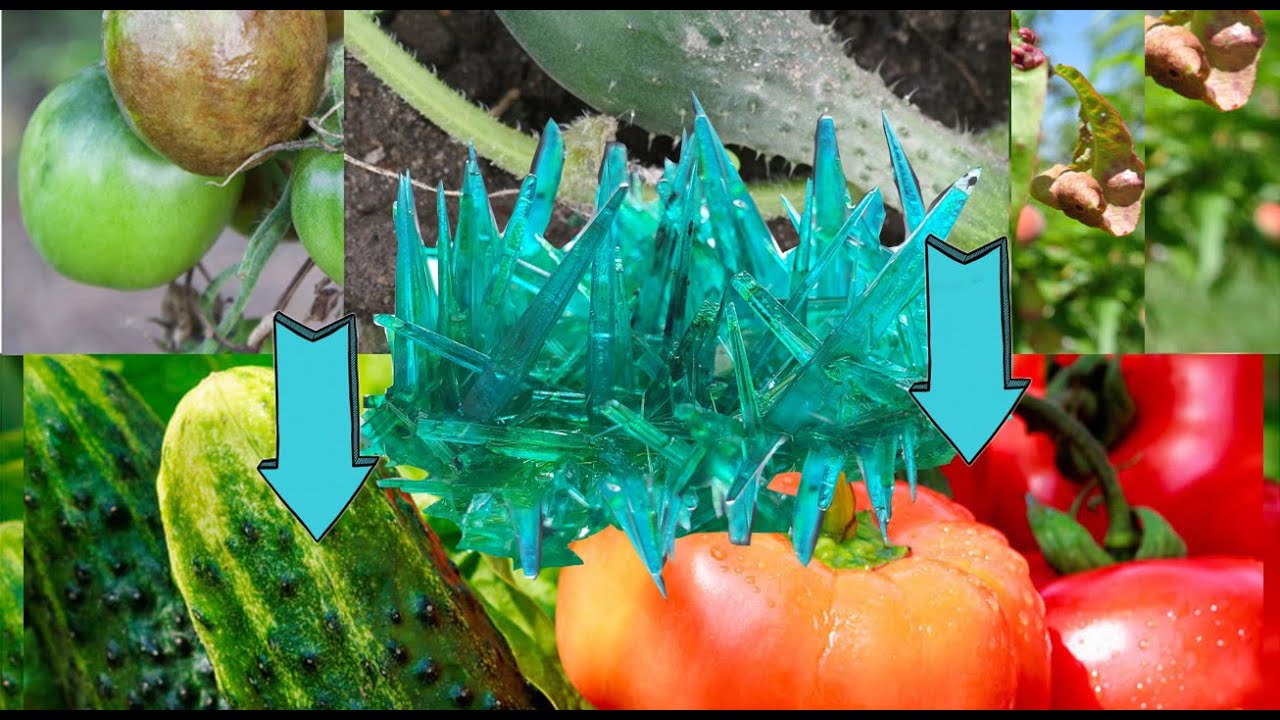 [ENG] copper oxychloride spray for mildew. How and when against diseases in organic cultivation