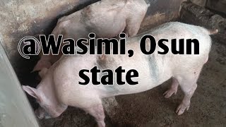 Consultation at wasimi Osun State Nigeria by AniBusiness 283 views 6 months ago 1 minute, 47 seconds