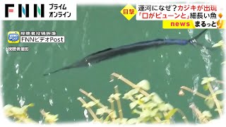 運河になぜ? カジキが出現　「口がピューンと」細長い魚