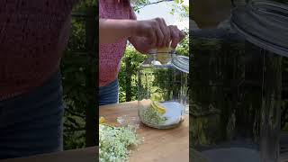 Pétillant de sureau - la recette fermentée