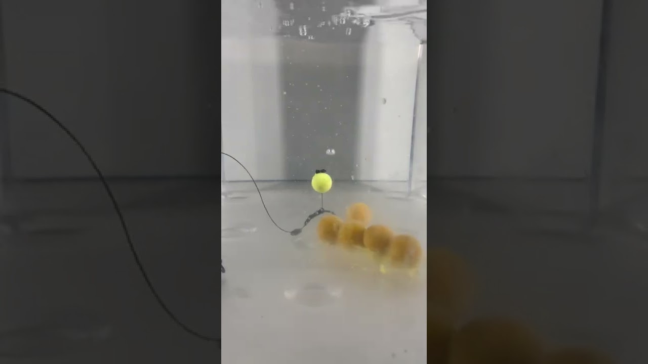 My new favorite pop up rig (USA carp fishing) 