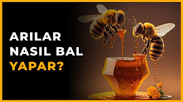 Arılar Nasıl Bal Yapar? - Doğanın Lezzet Ustaları