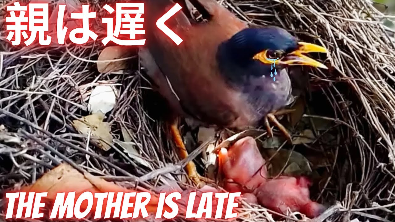 Ребенок похищен