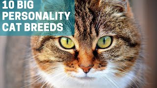10 Large Cat Breeds with Even Bigger Personalities