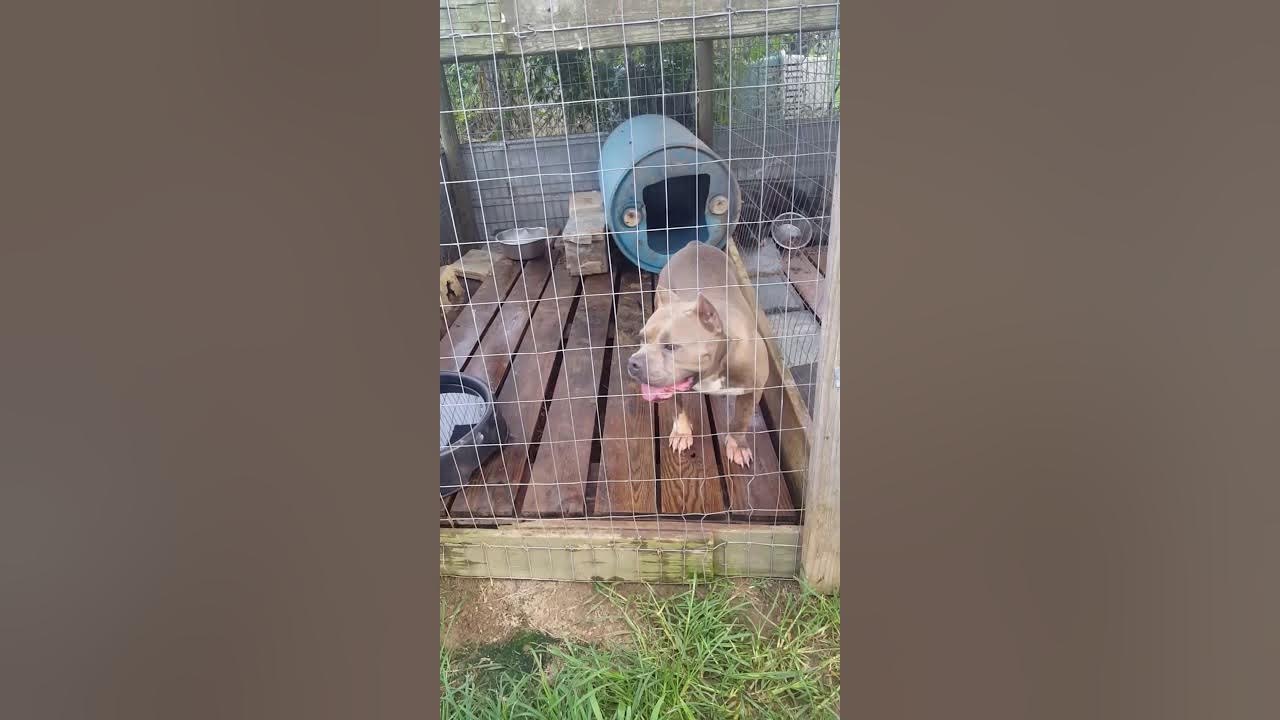 JLine Kennels new mist system updated YouTube